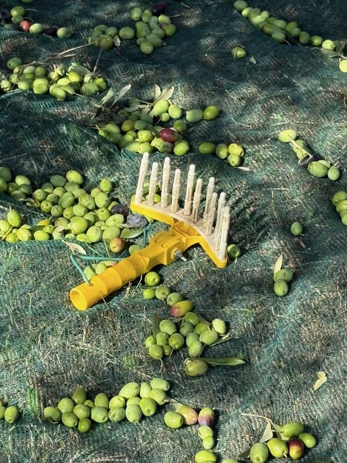 Grabljice za obiranje oljk na mreži